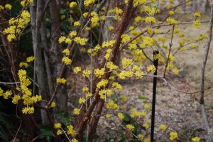 20150323黄金の木　黄金の花　サンシュユの花  (2)